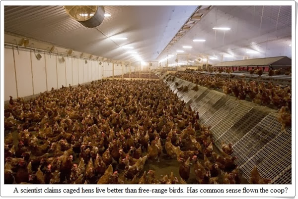 hen agrinfobank.com hen agrinfobank.com