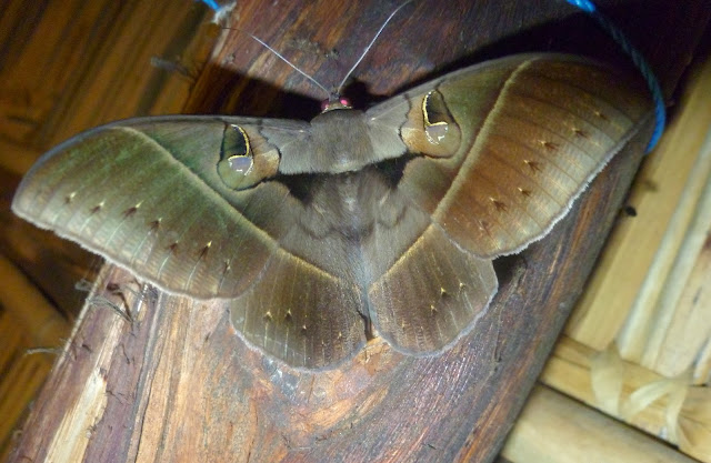 Erebinae : Cyligramma joa MABILLE, 1891. Mananara Lodge, Anjozorobe (Madagascar), 5 janvier 2014. Photo : J. Marquet