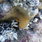Carpet Tunicate