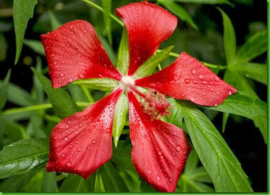 Hibiscus militaris