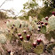 Prickly Pear Cactus