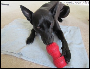 Emma, Krissy's puppy