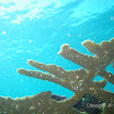  Snorkel Buck Island Reef 
