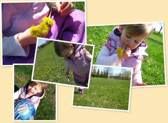 View Bird Dandelions
