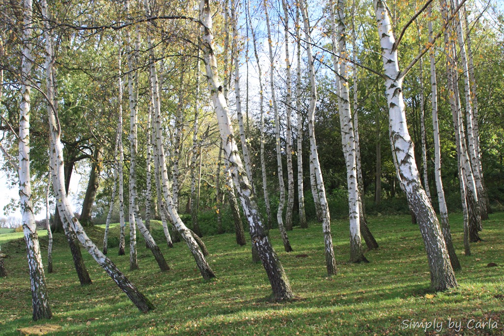 [IMG_5014%255B10%255D.jpg]