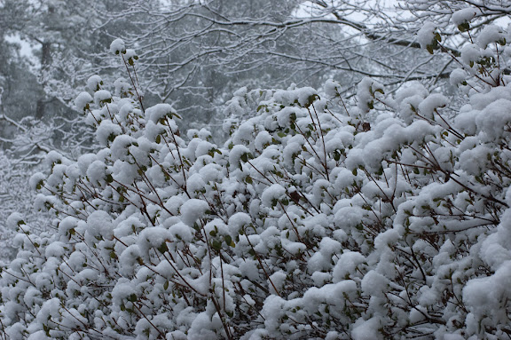 We got 3 or so inches of Snow.