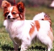 [Papillion%255B3%255D.jpg]