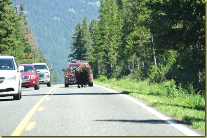 Bison on road