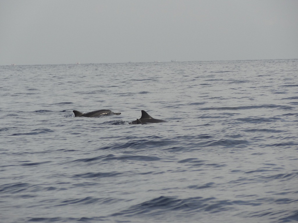 [12-11-Bali-1094--Lovina-Dolphins4.jpg]