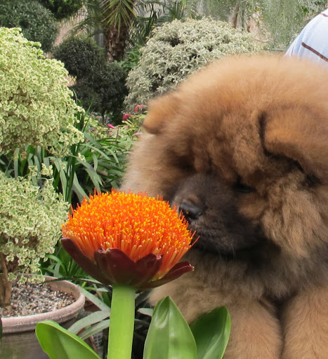 I can tell, G.K., that you really like this Scadoxus, or paintbrush lily.  It has a very unusual flower.