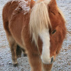 PALU NEIGE 024.JPG