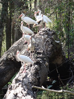 White Ibis crowded together on a cypress limb egrets on tree limb