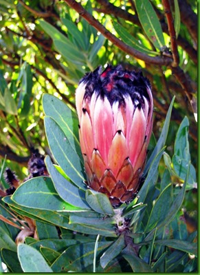 Protea laurifolia