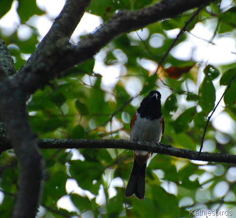 10. towhee-kab