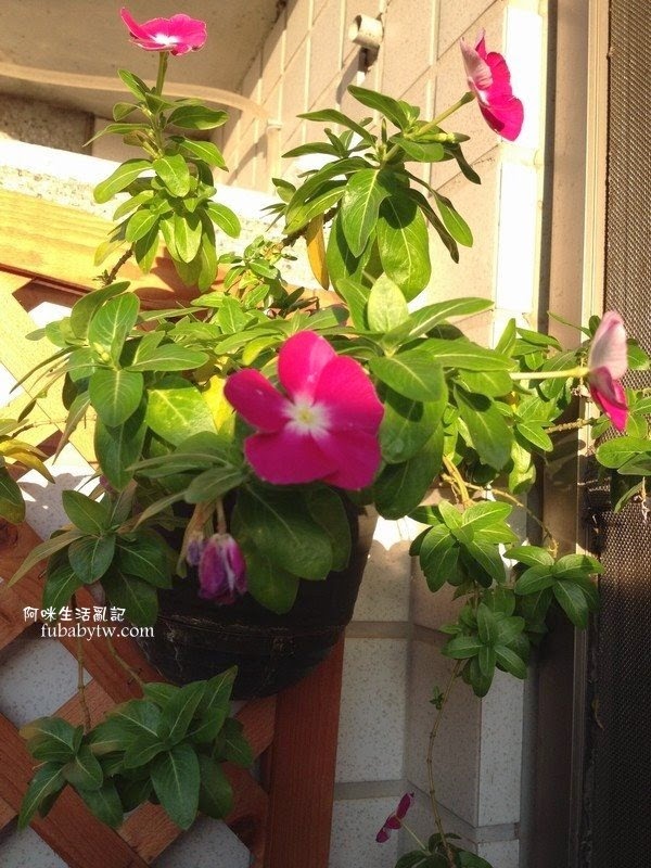 調整大小IMG_6593 調整大小IMG_6593