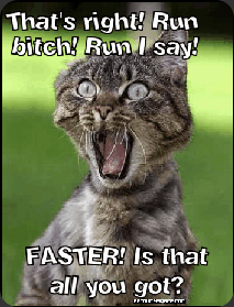 funny-cat-run funny-cat-run