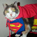 funny-animals-23.jpg