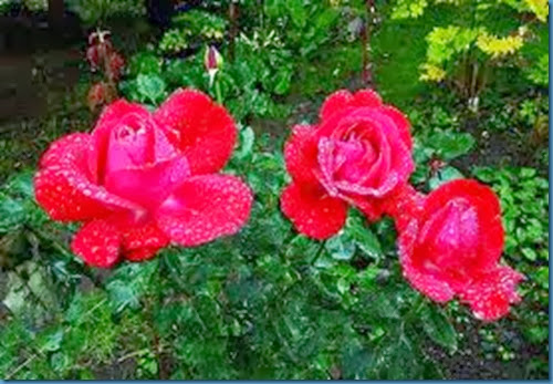 roses in rain