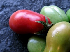 First tomatoes