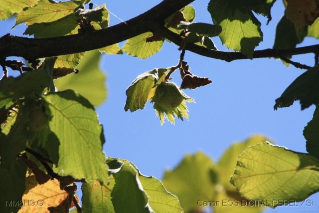 [%255B36%255D_Trilho_Quercus_-_Avela%255B14%255D.jpg]