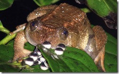 JOG'S NIGHT FROG- Nyctibatrachus jog JOG'S NIGHT FROG- Nyctibatrachus jog