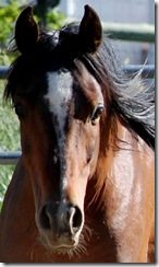 horses2011-37