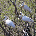 IMG_0889-Crop 1.jpg