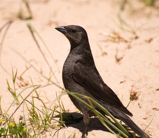 [TORDO_HEMBRA_Molothrus_bonariensis.%255B1%255D%255B3%255D.jpg]