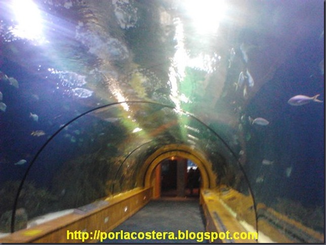 4 oceanografic ciutat de les arts i les ciencies 00014 4 oceanografic ciutat de les arts i les ciencies 00014