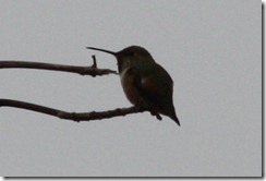 Allen's Hummingbird?