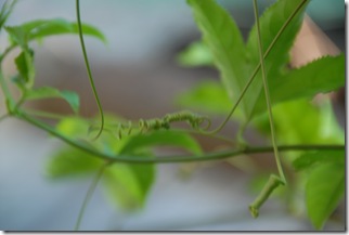 DSC_0104 DSC_0104