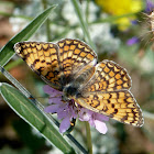 Ornata Fritillary