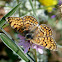 Ornata Fritillary