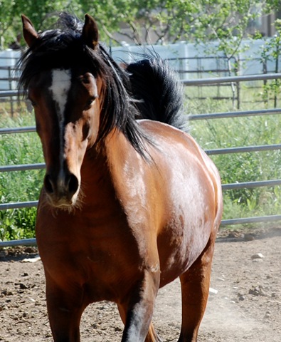 [horses2011212.jpg]