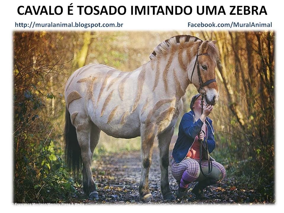 [CAVALO%2520%25C3%2589%2520TOSADO%2520IMITANDO%2520UMA%2520ZEBRA%255B3%255D.jpg]