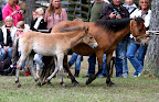 Bruden f 2007 e Duktig u Bridget e Junisorken