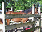 site B37 has 4 horse pens