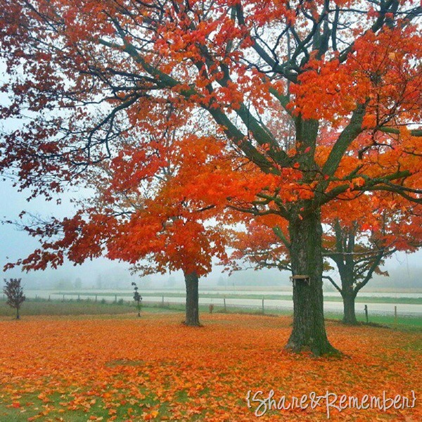 [fall%255B1%255D.jpg]