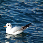 DSCF1431