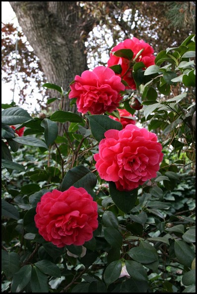 camellia5