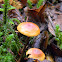 Galerina