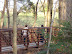 Thanksgiving 2009