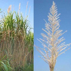 sugarcane inflorescence sugarcane inflorescence