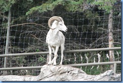 0169 Alberta Calgary - Calgary Zoo The Canadian Wilds - Dall's Sheep