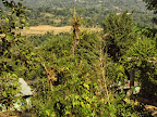 Dalhousie Trip on Nov 2010 Slideshow