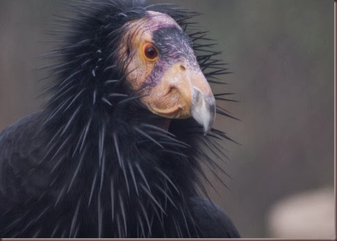 Amazing Animals Pictures California Condor (5)