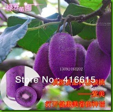 MENTIRA 6 Kiwi-fruit-seeds-Potted-plants-Purple-kiwi-
