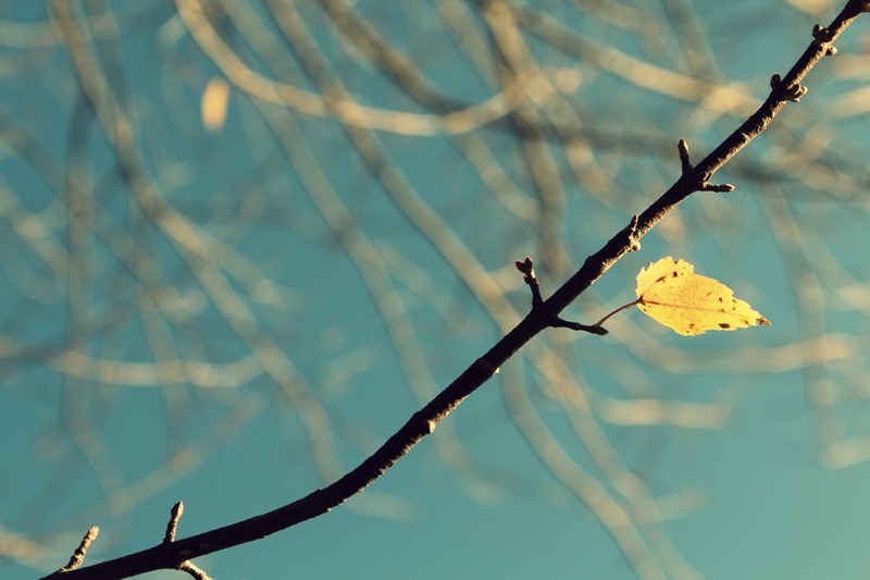 last leaf last leaf