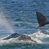 Northern right whale