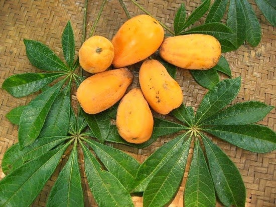 [Jacaratia%25204%255B3%255D.jpg]